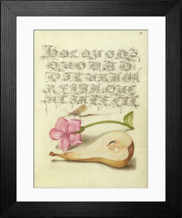 Framed Print : Mayfly, Red Campion, and Pear; Mira calligraphiae monumenta, 1561-1562; illumination added 1591-1596 Creator: Joris Hoefnagel Framed Print : Mayfly, Red Campion, and Pear; Mira calligraphiae monumenta, 1561-1562; illumination added 1591-1596 Creator: Joris Hoefnagel