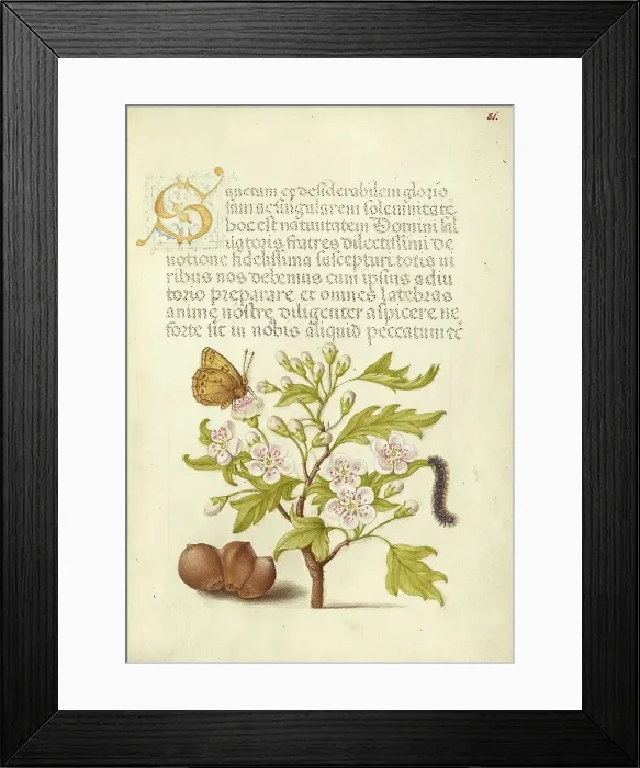 Framed Print : Insect, English Hawthorn, Caterpillar, and European Filbert, 1561-1562; illumination added 1591-1596 Creator: Joris Hoefnagel Framed Print : Insect, English Hawthorn, Caterpillar, and European Filbert, 1561-1562; illumination added 1591-1596 Creator: Joris Hoefnagel