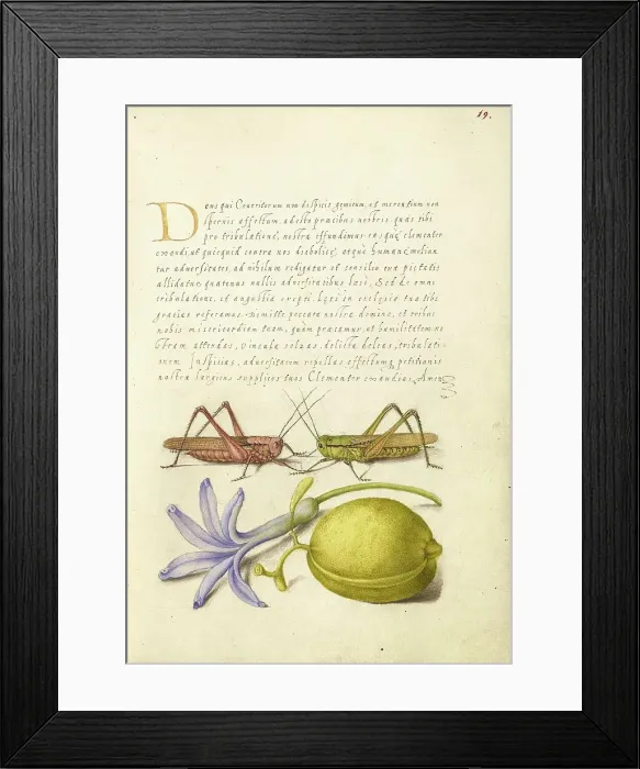 Framed Print : Wart-Biter, Grasshopper, Hyacinth, and Almond, 1561-1562; illumination added 1591-1596. Creator: Joris Hoefnagel Framed Print : Wart-Biter, Grasshopper, Hyacinth, and Almond, 1561-1562; illumination added 1591-1596. Creator: Joris Hoefnagel