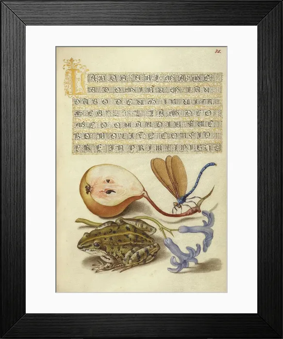 Framed Print : Common Pear, Lake Demoiselle, Moor Frog, and Hyacinth, 1561-1562; illumination added 1591-1596. Creator: Joris Hoefnagel Framed Print : Common Pear, Lake Demoiselle, Moor Frog, and Hyacinth, 1561-1562; illumination added 1591-1596. Creator: Joris Hoefnagel