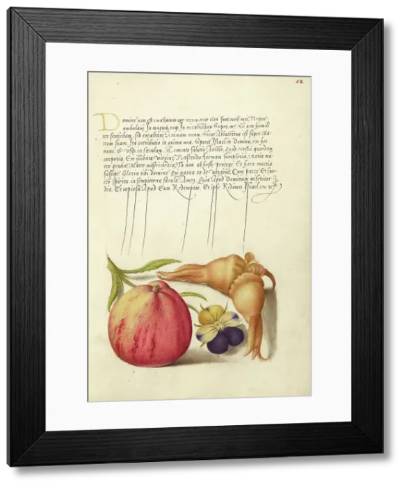 Framed Print : Common Apple, European Wild Pansy, and Giant Filbert, 1561-1562; illumination added 1591-1596. Creator: Joris Hoefnagel Framed Print : Common Apple, European Wild Pansy, and Giant Filbert, 1561-1562; illumination added 1591-1596. Creator: Joris Hoefnagel