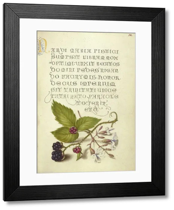Framed Print : Blackberry and Nottingham Catchfly, 1561-1562; illumination added 1591-1596. Creator: Joris Hoefnagel Framed Print : Blackberry and Nottingham Catchfly, 1561-1562; illumination added 1591-1596. Creator: Joris Hoefnagel