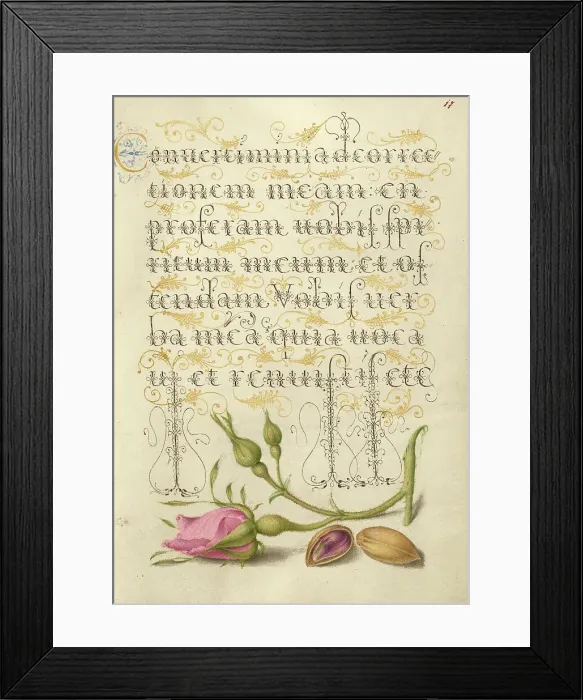 Framed Print : French Rose and Pistachio; Mira calligraphiae monumenta, 1561-1562; illumination added 1591-1596. Creator: Joris Hoefnagel