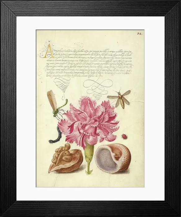 Framed Print : Damselfly, Carnation, Caterpillar, Ladybird, English Walnut... 1561-2; illumination 1591-6. Creator: Joris Hoefnagel Framed Print : Damselfly, Carnation, Caterpillar, Ladybird, English Walnut... 1561-2; illumination 1591-6. Creator: Joris Hoefnagel