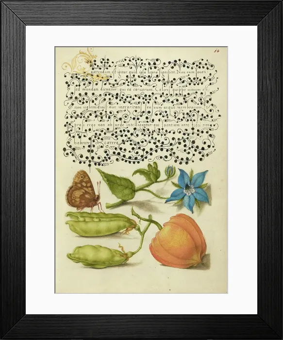 Framed Print : Speckled Wood, Talewort, Garden Pea, and Lantern Plant, 1561-1562; illumination added 1591-1596. Creator: Joris Hoefnagel Framed Print : Speckled Wood, Talewort, Garden Pea, and Lantern Plant, 1561-1562; illumination added 1591-1596. Creator: Joris Hoefnagel