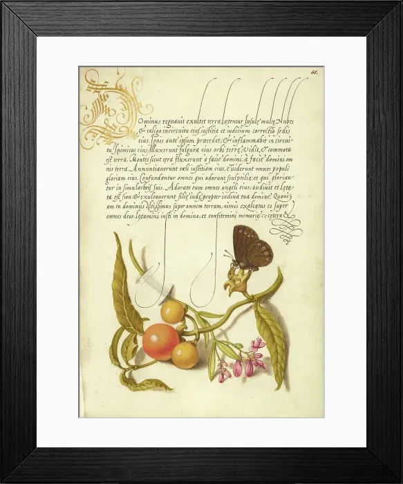 Framed Print : Ringlet, False Jerusalem Cherry, and Milkwort, 1561-1562; illumination added 1591-1596. Creator: Joris Hoefnagel Framed Print : Ringlet, False Jerusalem Cherry, and Milkwort, 1561-1562; illumination added 1591-1596. Creator: Joris Hoefnagel