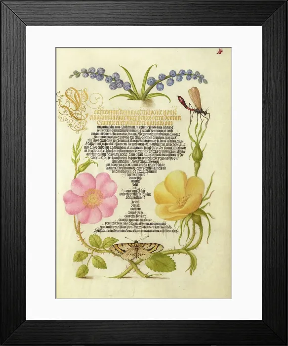 Framed Print : Grape Hyacinth, Wasplike Insect, Eglantine, Austrian Brier, and Mag... 1561-2; illumination 1591-6. Creator: Joris Hoefnagel