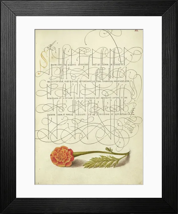 Framed Print : French Marigold; Mira calligraphiae monumenta, 1561-1562; illumination added 1591-1596. Creator: Joris Hoefnagel Framed Print : French Marigold; Mira calligraphiae monumenta, 1561-1562; illumination added 1591-1596. Creator: Joris Hoefnagel