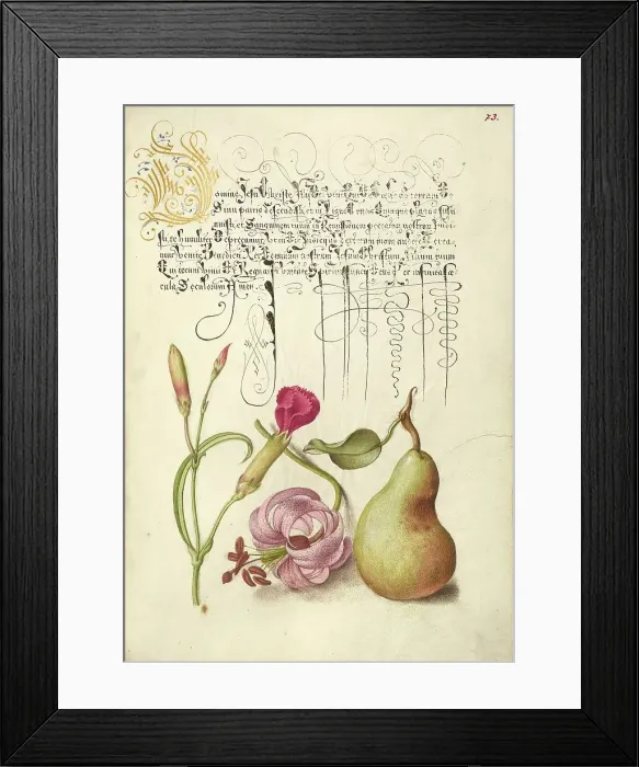 Framed Print : Carnation, Martagon Lily, and Pear, 1561-1562; illumination added 1591-1596. Creator: Joris Hoefnagel Framed Print : Carnation, Martagon Lily, and Pear, 1561-1562; illumination added 1591-1596. Creator: Joris Hoefnagel