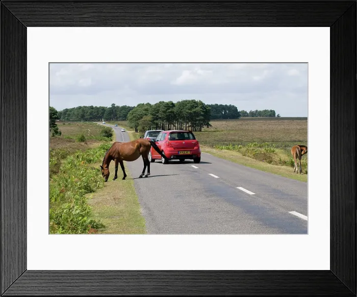 Framed Print : Traffic avoiding Ponies on road in the New Forest Framed Print : Traffic avoiding Ponies on road in the New Forest