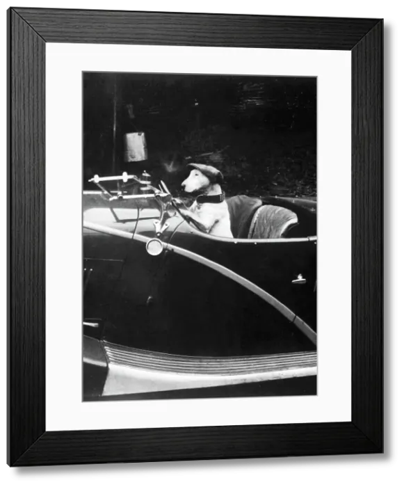 Framed Print : Bull Terrier dog in driver's seat of Hotchkiss Framed Print : Bull Terrier dog in driver's seat of Hotchkiss