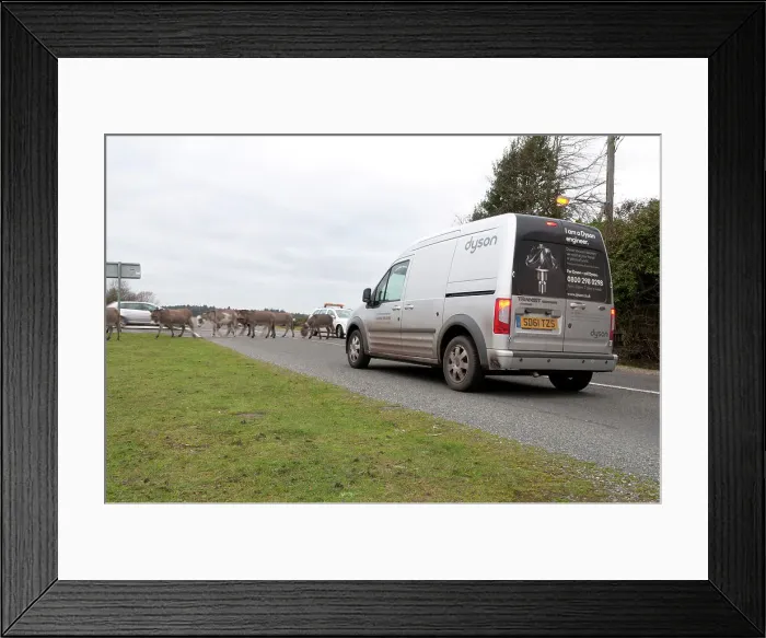 Framed Print : Group of donkeys crossing road and holding up traffic in New Forest 2011 Framed Print : Group of donkeys crossing road and holding up traffic in New Forest 2011