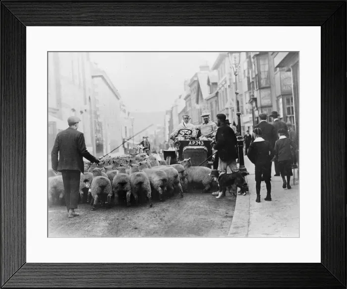 Framed Print : A car surrounded by sheep, Lewes High Street, East Sussex Framed Print : A car surrounded by sheep, Lewes High Street, East Sussex
