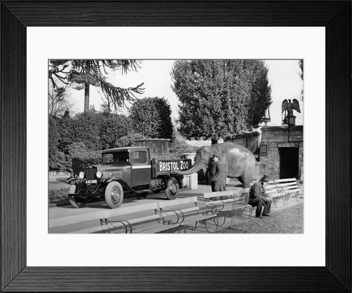 Framed Print : 1934 Bedford 30cwt WS truck with an elephant at Bristol Zoo, (c1934?) Framed Print : 1934 Bedford 30cwt WS truck with an elephant at Bristol Zoo, (c1934?)