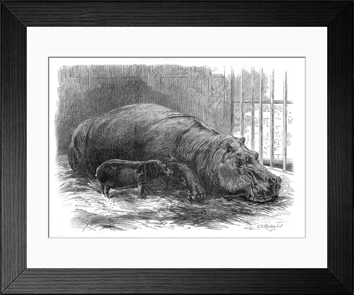 Framed Print : The young hippopotamus and dam, at the Zoological Society's Garden, 1872. Creator: Unknown Framed Print : The young hippopotamus and dam, at the Zoological Society's Garden, 1872. Creator: Unknown
