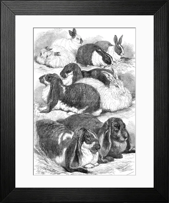 Framed Print : Prize rabbits at the Crystal Palace Show, 1872. Creator: Unknown Framed Print : Prize rabbits at the Crystal Palace Show, 1872. Creator: Unknown
