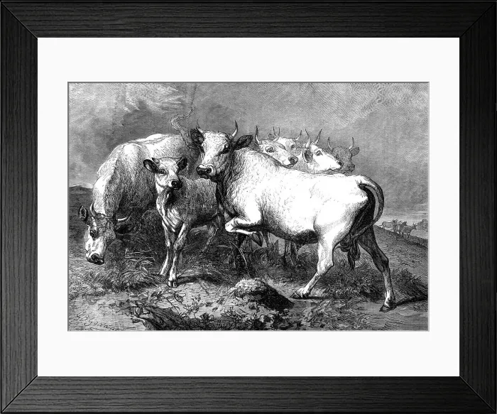 Framed Print : Chillingham wild cattle, 1872. Creator: Unknown Framed Print : Chillingham wild cattle, 1872. Creator: Unknown