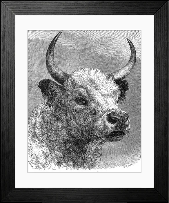 Framed Print : Head of the Chillingham bull shot by the Prince of Wales, 1872. Creator: John Greenaway Framed Print : Head of the Chillingham bull shot by the Prince of Wales, 1872. Creator: John Greenaway