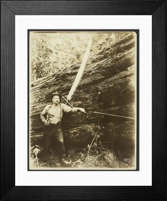 Framed Print : Logger and felled tree, about 1910-1945. Creator: Darius Kinsey Framed Print : Logger and felled tree, about 1910-1945. Creator: Darius Kinsey