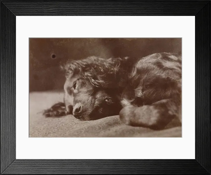 Framed Print : Boyce, Portrait of a Setter Dog, 1880-1890. Creator: Thomas Eakins Framed Print : Boyce, Portrait of a Setter Dog, 1880-1890. Creator: Thomas Eakins