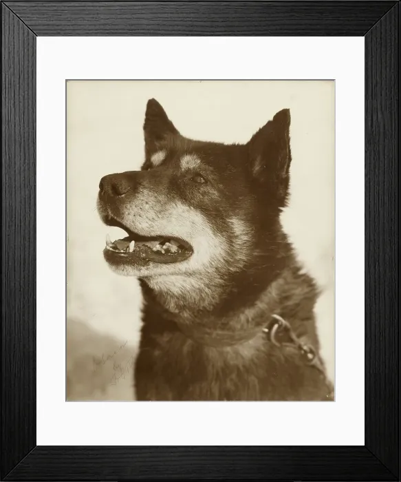 Framed Print : Portrait of Osman, a sled dog, 1910-1913. Creator: Herbert Ponting Framed Print : Portrait of Osman, a sled dog, 1910-1913. Creator: Herbert Ponting