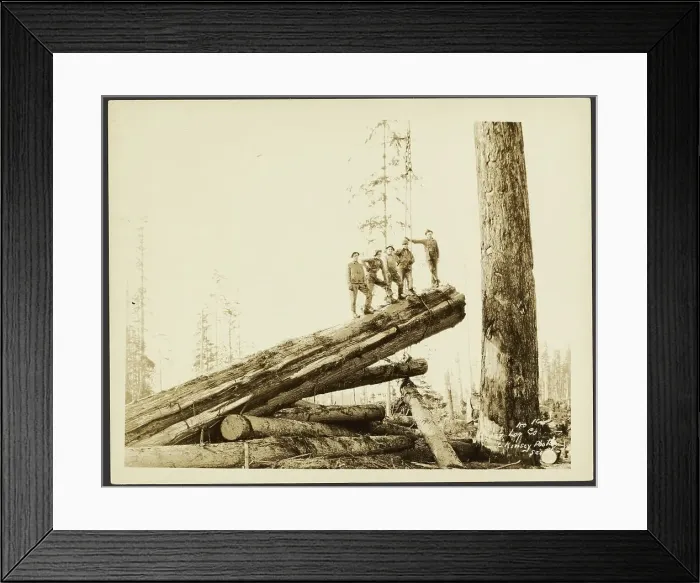 Framed Print : Logging / Timber Scene, about 1910-1945. Creator: Darius Kinsey Framed Print : Logging / Timber Scene, about 1910-1945. Creator: Darius Kinsey