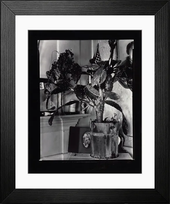 Framed Print : The Cactus Plant / Interior Detail of a Portuguese House, Truro, Massachusetts, 1930-1931. Creator: Walker Evans Framed Print : The Cactus Plant / Interior Detail of a Portuguese House, Truro, Massachusetts, 1930-1931. Creator: Walker Evans