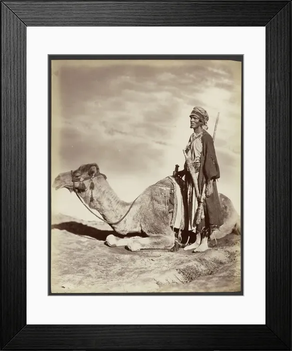 Framed Print : Man and camel, about 1870-1890. Creator: Unknown Framed Print : Man and camel, about 1870-1890. Creator: Unknown