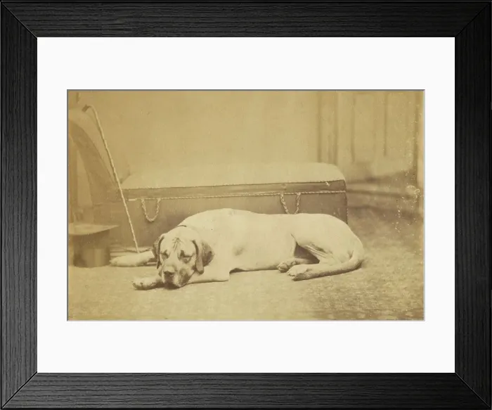 Framed Print : Sleeping Dog, late 19th century. Creator: Unknown Framed Print : Sleeping Dog, late 19th century. Creator: Unknown