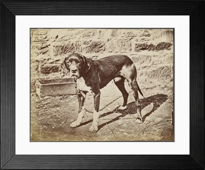 Framed Print : Dog, late 19th century. Creator: Unknown Framed Print : Dog, late 19th century. Creator: Unknown