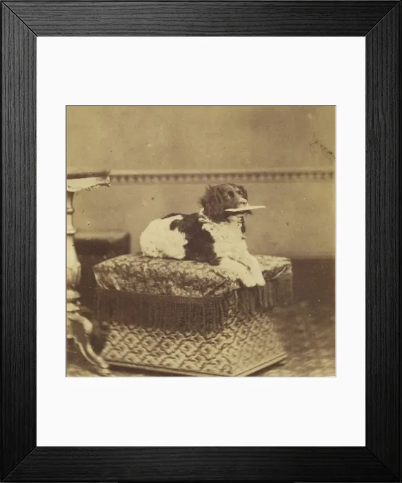 Framed Print : Sitting Dog with a Bundle in its Mouth, late 19th century. Creator: Unknown Framed Print : Sitting Dog with a Bundle in its Mouth, late 19th century. Creator: Unknown
