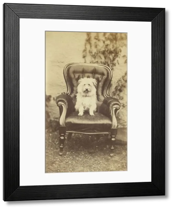 Framed Print : Seated Dog, late 19th century. Creator: Unknown Framed Print : Seated Dog, late 19th century. Creator: Unknown