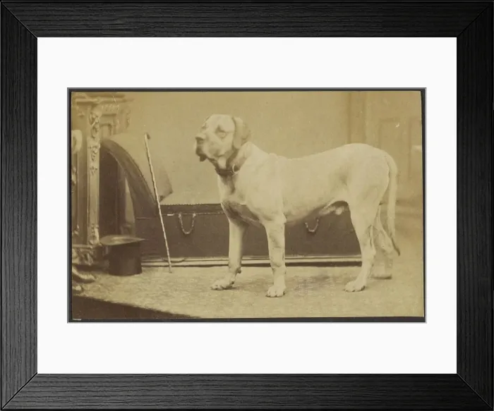 Framed Print : Portrait of a Dog, late 19th century. Creator: Unknown Framed Print : Portrait of a Dog, late 19th century. Creator: Unknown