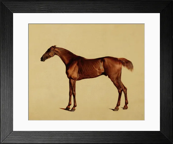 Framed Print : Pangloss, about 1762. Creator: George Stubbs Framed Print : Pangloss, about 1762. Creator: George Stubbs