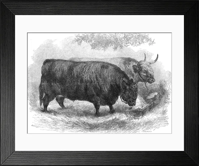 Framed Print : Prize oxen at the Smithfield Club Cattle Show, 1872. Creator: John Greenaway Framed Print : Prize oxen at the Smithfield Club Cattle Show, 1872. Creator: John Greenaway