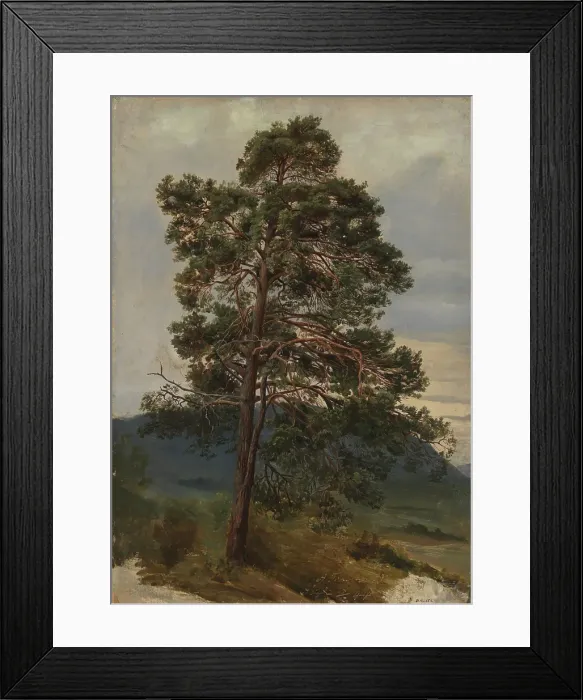 Framed Print : Study of a Pine Tree, 1844. Creator: Adolph Tidemand Framed Print : Study of a Pine Tree, 1844. Creator: Adolph Tidemand