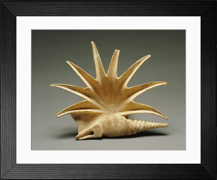 Framed Print : Shell, 400-325 BC. Creator: Unknown Framed Print : Shell, 400-325 BC. Creator: Unknown