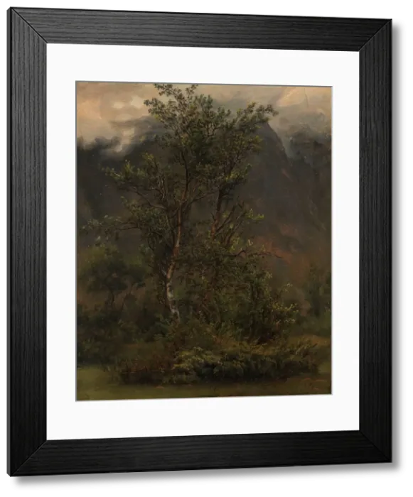 Framed Print : Study of Birches in Romsdal, 1836. Creator: Thomas Fearnley Framed Print : Study of Birches in Romsdal, 1836. Creator: Thomas Fearnley