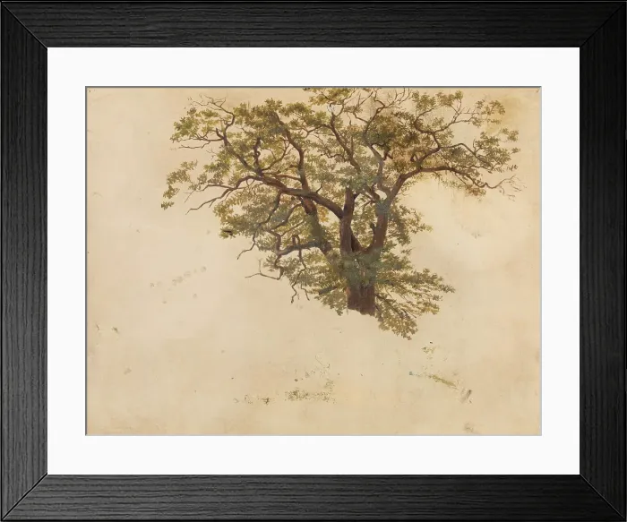 Framed Print : Study of an Oak, probably 1830. Creator: Adolph Tidemand Framed Print : Study of an Oak, probably 1830. Creator: Adolph Tidemand
