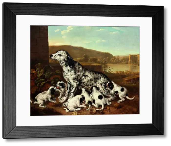 Framed Print : Dalmatian dog with puppies, c1700-17120. Creator: Pieter van der Hulst Framed Print : Dalmatian dog with puppies, c1700-17120. Creator: Pieter van der Hulst