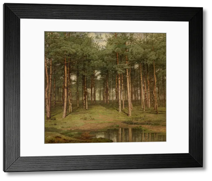 Framed Print : Fir Wood at Putte, 1883. Creator: Jean Pierre Francois Lamoriniere Framed Print : Fir Wood at Putte, 1883. Creator: Jean Pierre Francois Lamoriniere