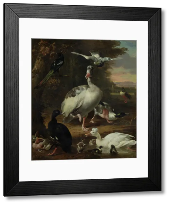 Framed Print : Birds, c1660-1695. Creator: Melchior d'Hondecoeter Framed Print : Birds, c1660-1695. Creator: Melchior d'Hondecoeter