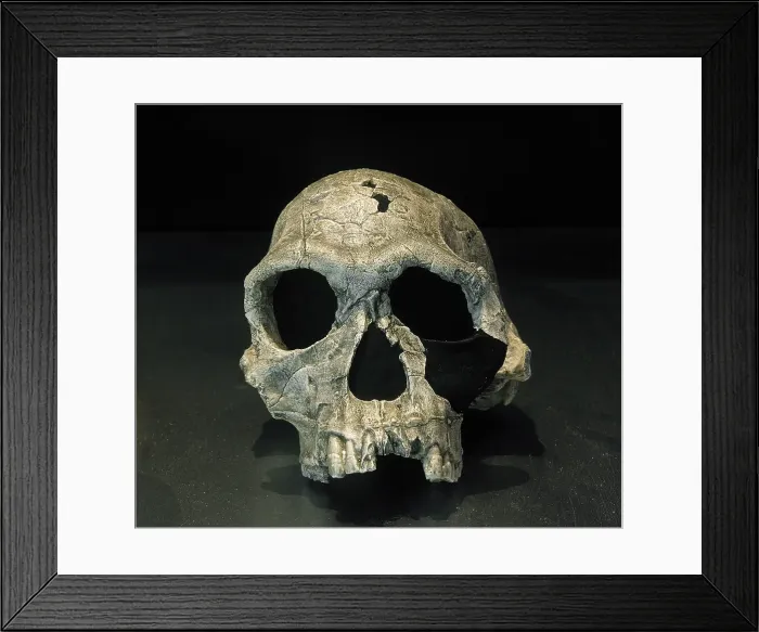 Framed Print : Cranium, Homo Habilis, Fossil KNM ER 1813, 1.9 milliions years old, Koobi Fora, Kenya, Africa (2001) Creator: LTL Framed Print : Cranium, Homo Habilis, Fossil KNM ER 1813, 1.9 milliions years old, Koobi Fora, Kenya, Africa (2001) Creator: LTL