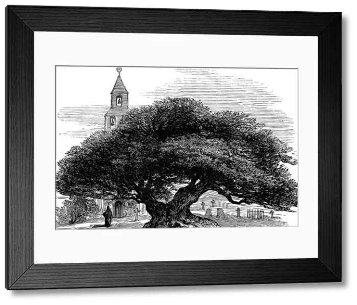 Framed Print : Ancient yew in Buckland Churchyard, Kent, 1880. Creator: Unknown Framed Print : Ancient yew in Buckland Churchyard, Kent, 1880. Creator: Unknown
