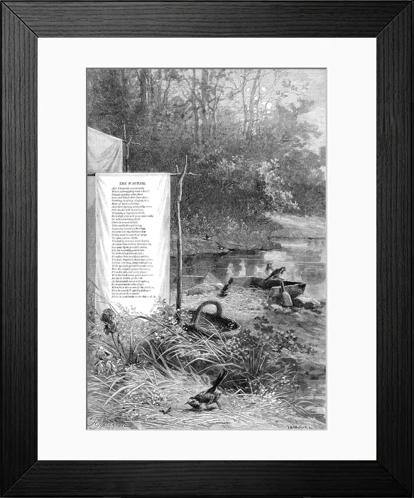 Framed Print : Wagtails, a loquacious band, hold high jinks mid grass and sand, 1880. Creator: F Meaulle Framed Print : Wagtails, a loquacious band, hold high jinks mid grass and sand, 1880. Creator: F Meaulle
