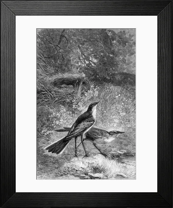 Framed Print : Sometimes in the shallows they boldly wade in search of prey, 1880. Creator: F Meaulle Framed Print : Sometimes in the shallows they boldly wade in search of prey, 1880. Creator: F Meaulle