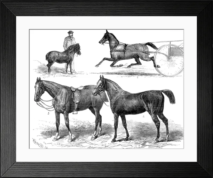 Framed Print : The Horse Show, 1880. Creator: Unknown Framed Print : The Horse Show, 1880. Creator: Unknown