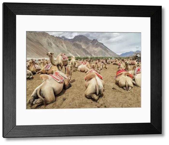 Framed Print : Bactrian Camels, Nubra Valley, Hunder Sand Dune, Ladakh, India, 2023. Creator: Peter Thompson Framed Print : Bactrian Camels, Nubra Valley, Hunder Sand Dune, Ladakh, India, 2023. Creator: Peter Thompson