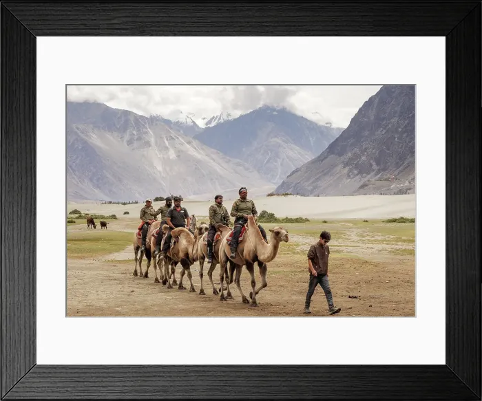 Framed Print : Bactrian Camels, Nubra Valley, Hunder Sand Dune, Ladakh, India, 2023. Creator: Peter Thompson Framed Print : Bactrian Camels, Nubra Valley, Hunder Sand Dune, Ladakh, India, 2023. Creator: Peter Thompson