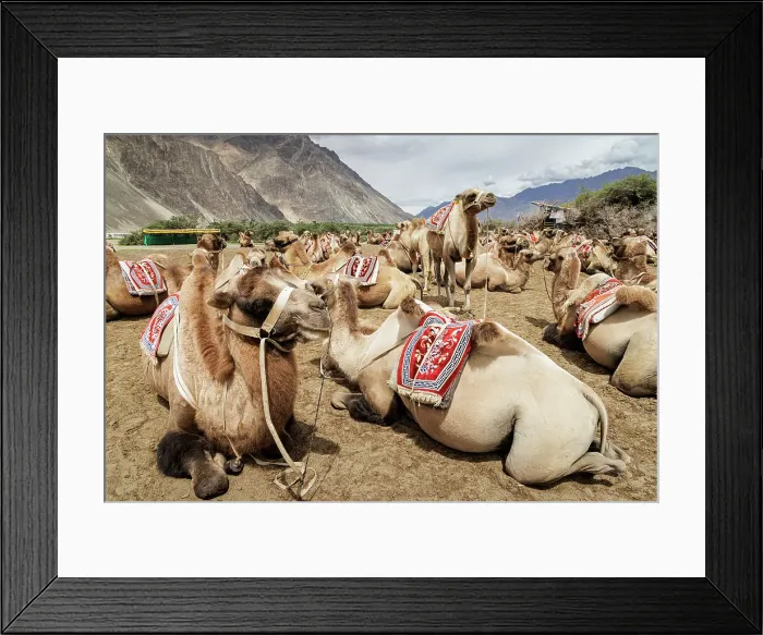 Framed Print : Bactrian Camels, Nubra Valley, Hunder Sand Dune, Ladakh, India, 2023. Creator: Peter Thompson Framed Print : Bactrian Camels, Nubra Valley, Hunder Sand Dune, Ladakh, India, 2023. Creator: Peter Thompson